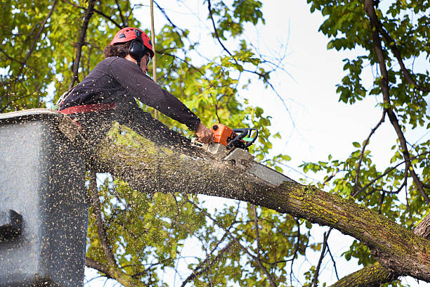 Best Large Tree Removal  in Moundville, AL